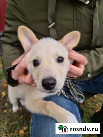 Щенок в добрые руки Курск - изображение 1
