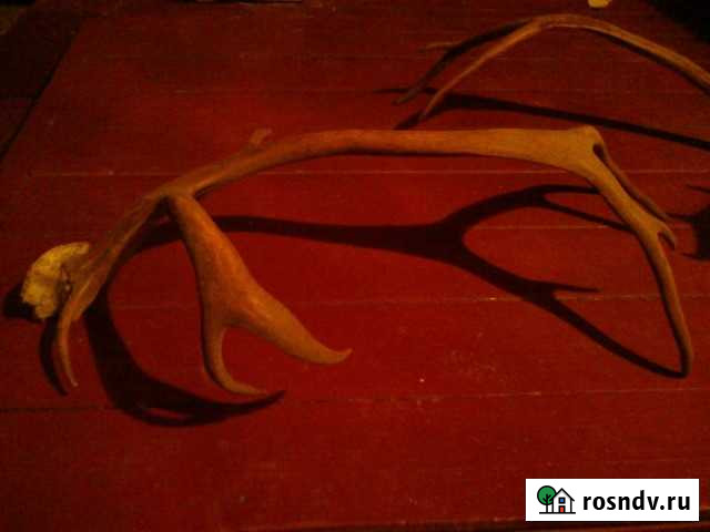 Оленьи рога-им лет 100 Бор - изображение 1