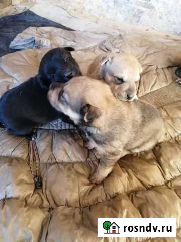 Щенки немецкой овчарки бесплатно Гостагаевская - изображение 1