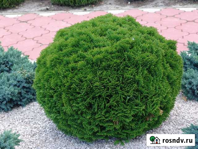 Туя Шаровидная Белгород - изображение 1
