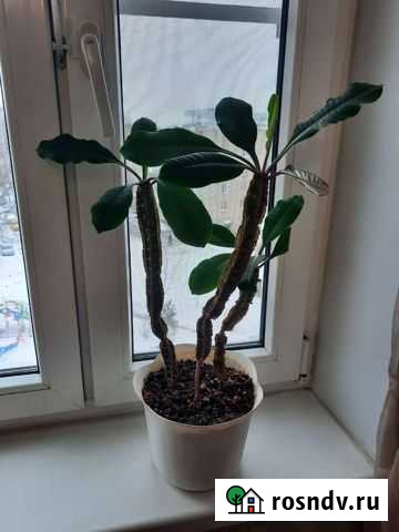 Цветок Молочай гребенчатый Балашиха - изображение 1