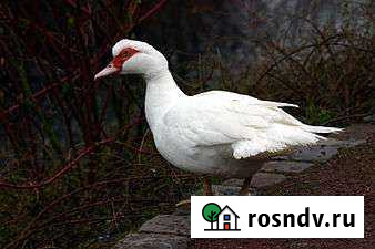 Мускусные утки Городовиковск - изображение 1