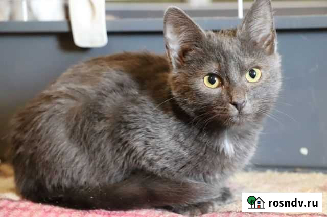 Котенок Томас Фокино - изображение 1