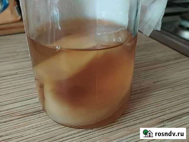 Чайный гриб Синявское - изображение 1