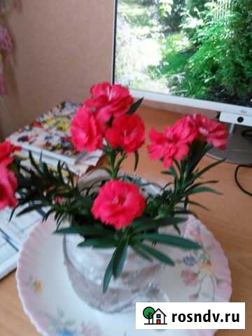 Гвоздика ароматная Тюмень - изображение 1