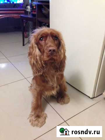 Английский кокер спаниель Тверь - изображение 1