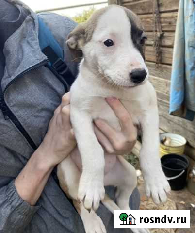 Собака Чайковский - изображение 1