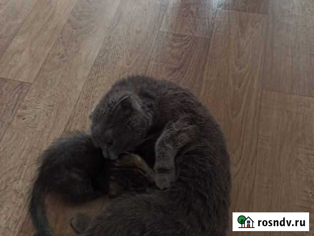 Котенок веслоухий Белогорск - изображение 1