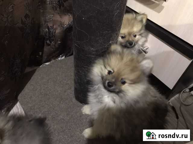 Щенки померанского шпица Ангарск - изображение 1