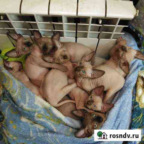 Котята сфинкса Калининград