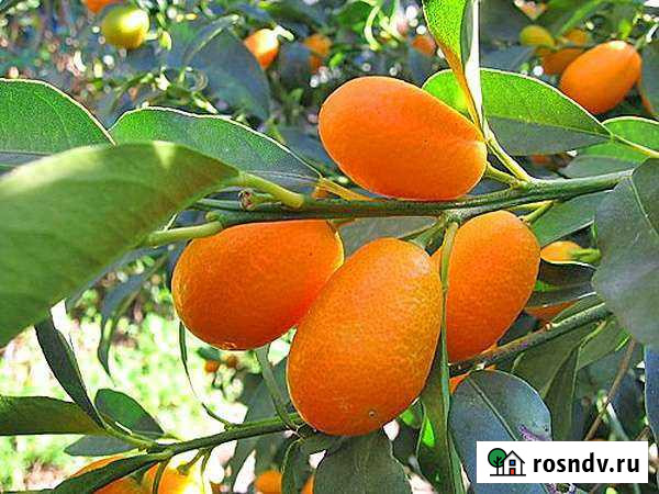 Кинкан цитрусовые Кимовск - изображение 1