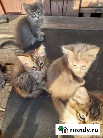 Котята Уфа - изображение 1