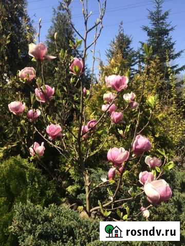 Магнолия Новороссийск - изображение 1