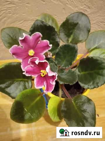 Фиалка Петропавловск-Камчатский - изображение 1