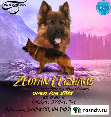 Кобель длинношерстной немецкой овчарки вязка Наро-Фоминск - изображение 1