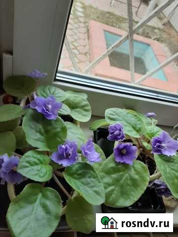 Фиалка Ковров - изображение 1