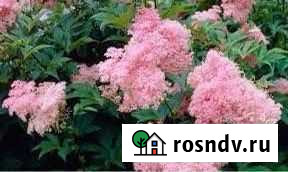 Лабазник Иркутск - изображение 1