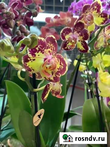Орхидея фаленопсис Yellow Pink Spotty Электросталь - изображение 1
