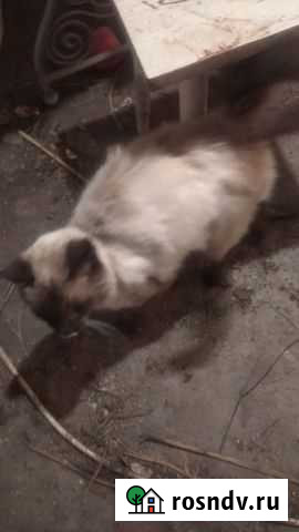 Сиамский кот бесплатно Петровск - изображение 1