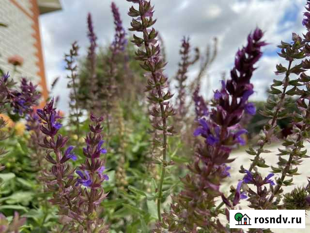 Шалфей дубравный Остфрисланд Липецк - изображение 1