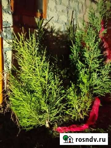 Ель(оптом) Пятигорск - изображение 1