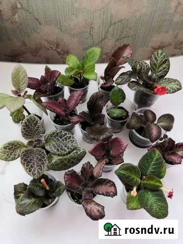 Цветы Стерлитамак - изображение 1