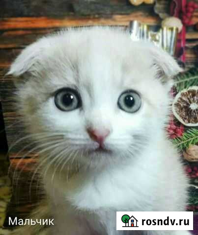 Британские котята Дзержинск - изображение 1