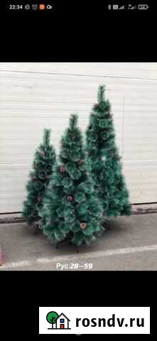 Сосна Смоленск - изображение 1