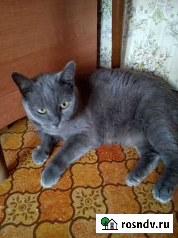 Британская Волгоград - изображение 1