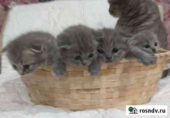 Котята шотландцы Тихорецк