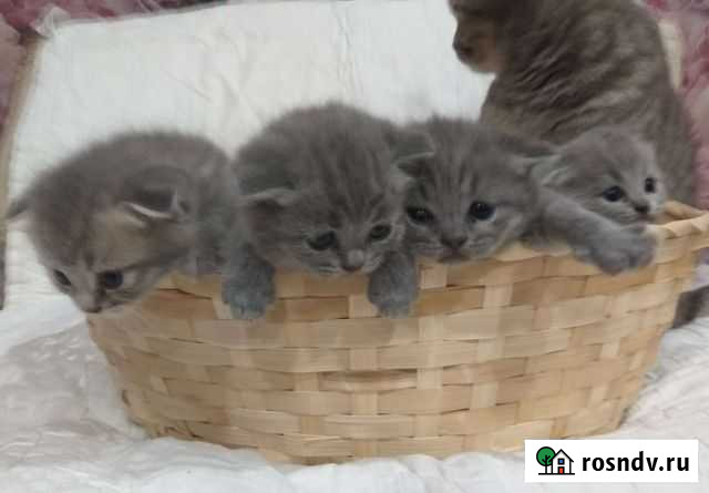 Котята шотландцы Тихорецк - изображение 1