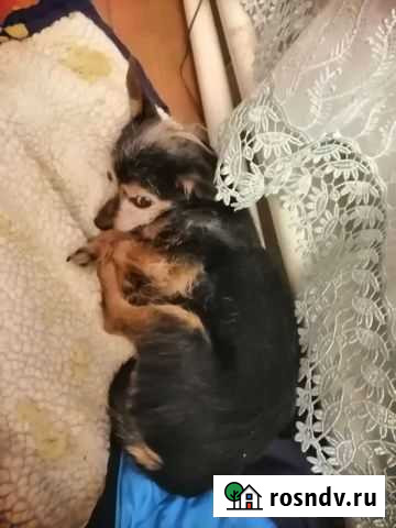 Собаки бесплатно в добрые руки Тверь - изображение 1