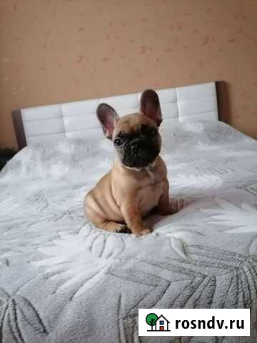 Французский бульдог щенки Ейск - изображение 1
