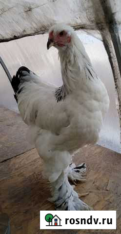 Молодые петухи Брамы Светлой Колумбийской Белово - изображение 1