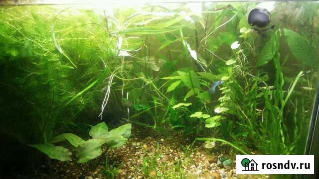 Растения набором Киров - изображение 1