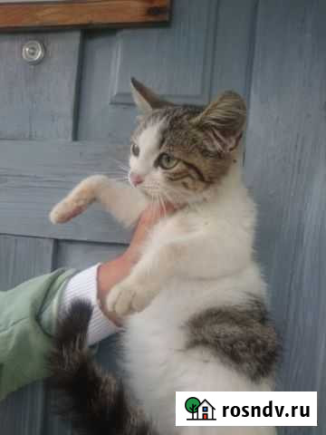 Котята Горячий Ключ - изображение 1