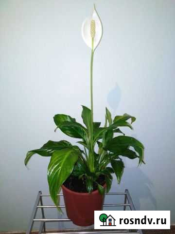 Спатифиллум Великий Новгород - изображение 1