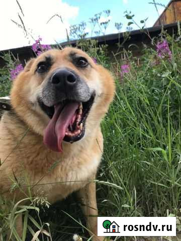 Собака Жуля Сыктывкар - изображение 1