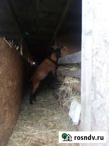 Козел альпийский Таруса - изображение 1