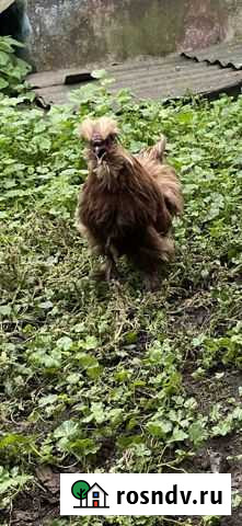 Петушок Старый Оскол - изображение 1