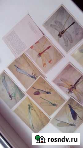 Открытки стрекозы Череповец - изображение 1