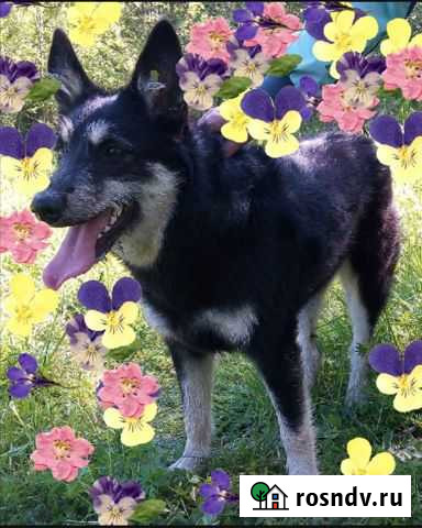 Найда ищет дом Ухта - изображение 1