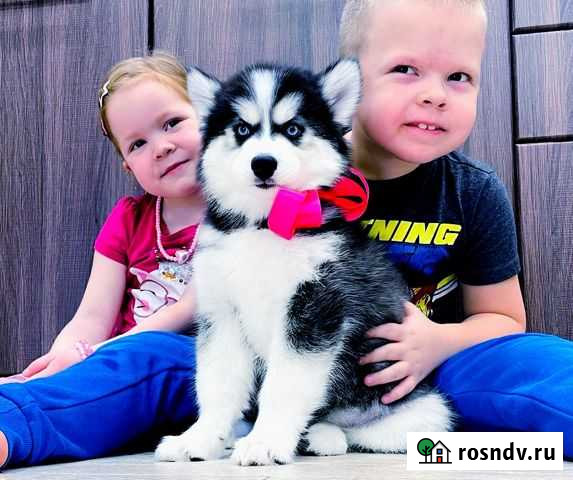 Хаски Потрясающей Красоты для вас и вашей семьи Смоленск - изображение 1