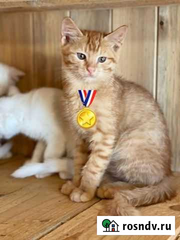 Рыжий котик Чехов - изображение 1