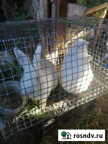 Новозеланские кролики Анапская - изображение 1