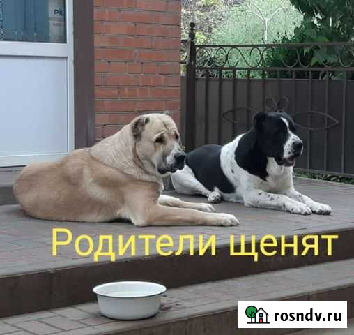 Среднеазиатская овчарка Таганрог - изображение 1