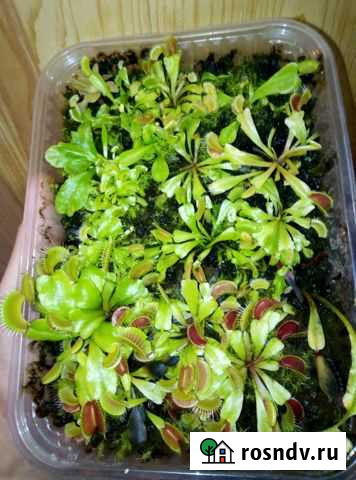 Венерины мухоловки маленькие Липецк - изображение 1