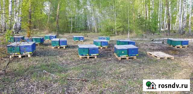 Мед натуральный с личной пасеки, мёд лесной Саратов - изображение 1