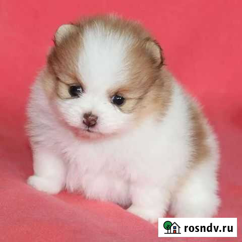 Шпиц Мончегорск - изображение 1