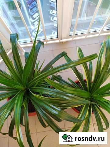 Панданус Оренбург - изображение 1